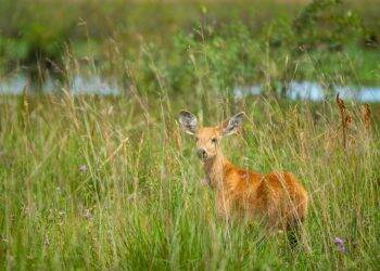Itaipu contribui com repovoamento de animais em santuário na Argentina