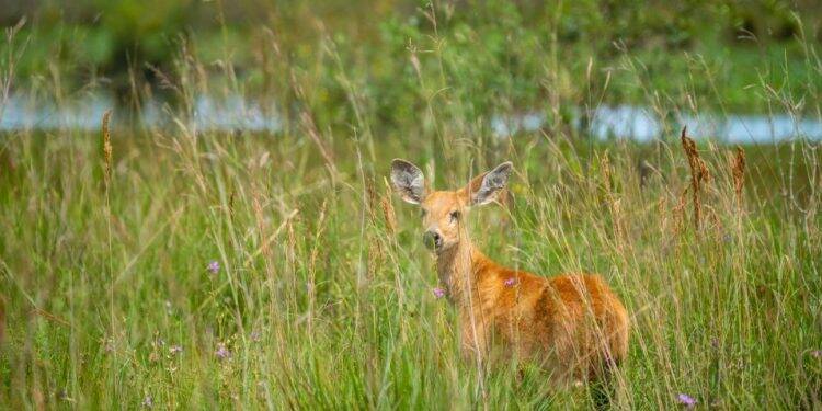 Itaipu contribui com repovoamento de animais em santuário na Argentina