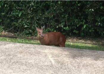 Guia flagra veado-mateiro passeando próximo as Cataratas