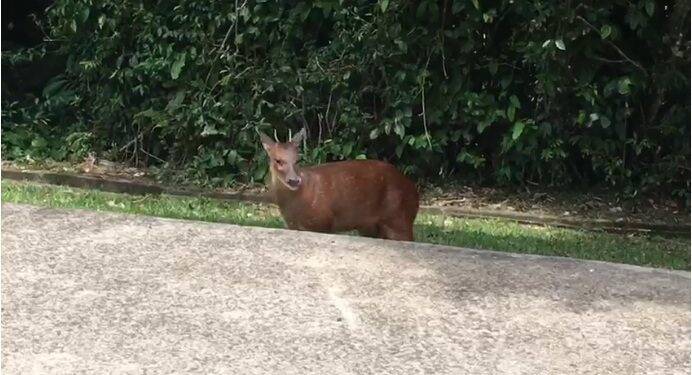 Guia flagra veado-mateiro passeando próximo as Cataratas