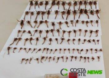 São Miguel do Iguaçu: nova busca noturna localiza 110 escorpiões amarelos