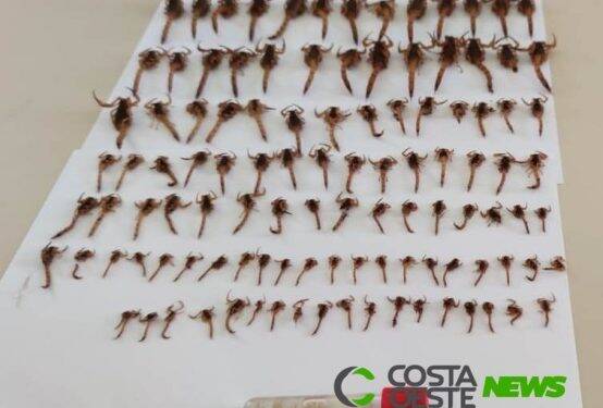 São Miguel do Iguaçu: nova busca noturna localiza 110 escorpiões amarelos