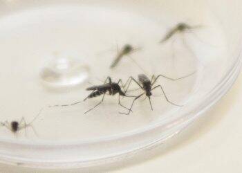 Governador decreta Paraná em estado de alerta contra dengue