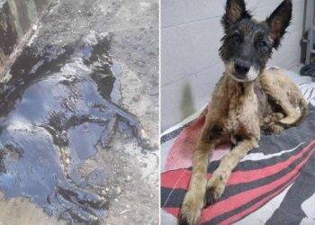 Cão totalmente coberto de piche é salvo em operação de resgate de 9 horas na Argentina