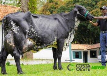 Vaca brasileira entra no livro dos recordes por produzir mais leite em um único dia