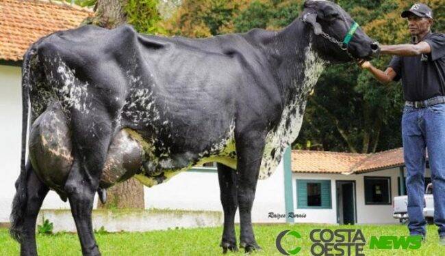 Vaca brasileira entra no livro dos recordes por produzir mais leite em um único dia