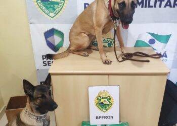 Menor é presa tentando levar mais de 10kg de maconha de Foz a Guarapuava