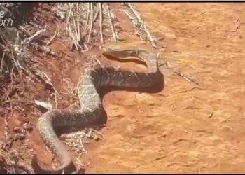 Vídeo: cobra cascavel de quase dois metros assusta trabalhadores durante plantio