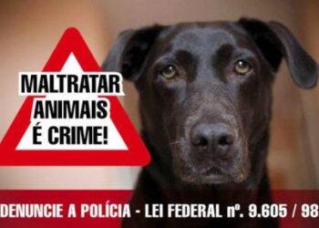 Empresa é condenada pela morte de cachorrinha agredida por funcionário