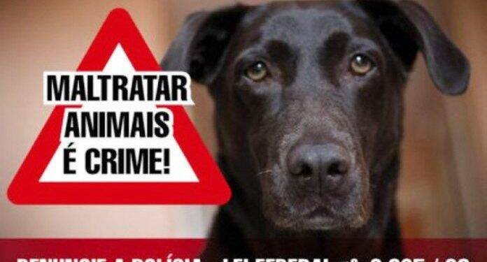 Empresa é condenada pela morte de cachorrinha agredida por funcionário