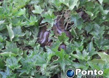 Sucuri aparece em córrego de Guaíra e mobiliza Bombeiros