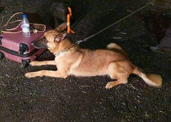 Polícia Federal prende duas mulheres em Céu Azul por tráfico de drogas