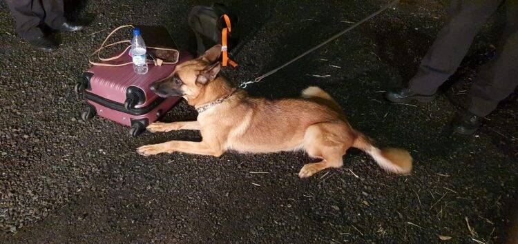 Polícia Federal prende duas mulheres em Céu Azul por tráfico de drogas