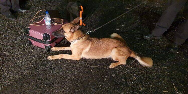 Polícia Federal prende duas mulheres em Céu Azul por tráfico de drogas