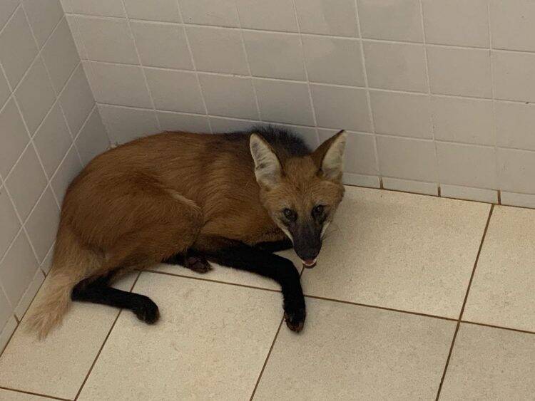 Lobo-Guará passeia por Foz e é resgatado em banheiro do SEST SENAT; vídeo