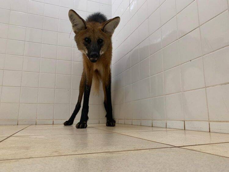 Lobo-Guará passeia por Foz e é resgatado em banheiro do SEST SENAT; vídeo