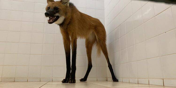Lobo-Guará passeia por Foz e é resgatado em banheiro do SEST SENAT; vídeo
