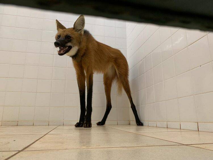 Lobo-Guará passeia por Foz e é resgatado em banheiro do SEST SENAT; vídeo