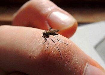 Puerto Iguazú tem 334 notificações e 39 casos confirmados de dengue