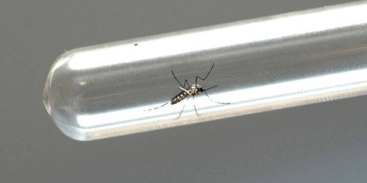 Incidência aumenta e Paraná passa a patamar de epidemia da dengue