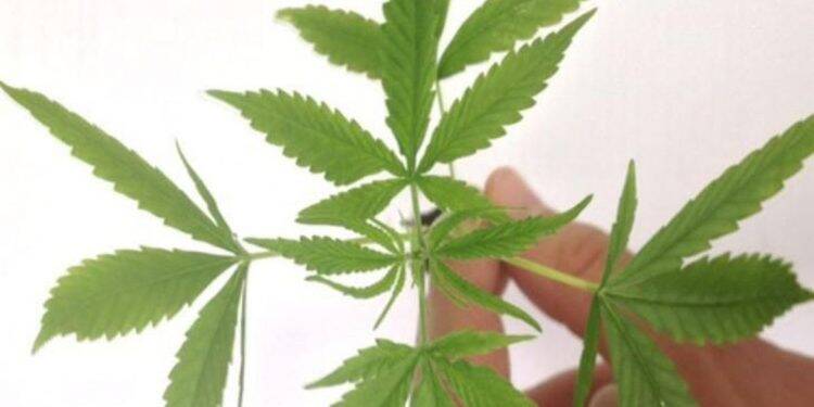 Comercialização de produtos derivados da cannabis entra em vigor