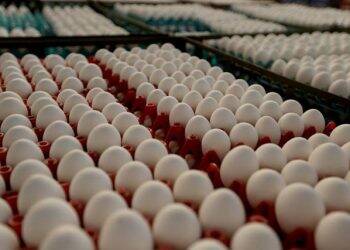 Coronavírus: preço do ovo sobe no supermercado e chega a 9 reais a dúzia