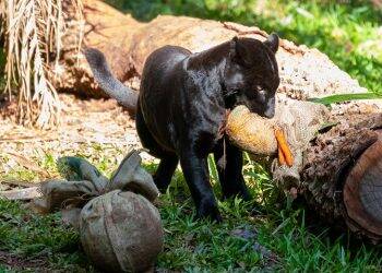Que delícia: Bicharada do Refúgio de Itaipu comemora Páscoa com mimos e cardápio especial
