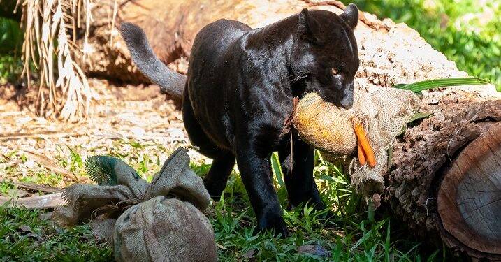 Que delícia: Bicharada do Refúgio de Itaipu comemora Páscoa com mimos e cardápio especial
