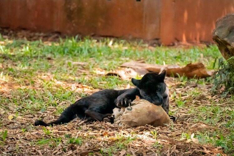 Que delícia: Bicharada do Refúgio de Itaipu comemora Páscoa com mimos e cardápio especial