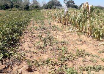 Seca no Chaco paraguaio acentua crise econômica