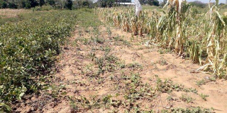 Seca no Chaco paraguaio acentua crise econômica