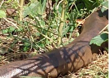 Sucuri de Guaíra é capturada pelo Corpo de Bombeiros