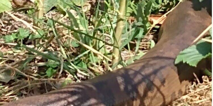 Sucuri de Guaíra é capturada pelo Corpo de Bombeiros