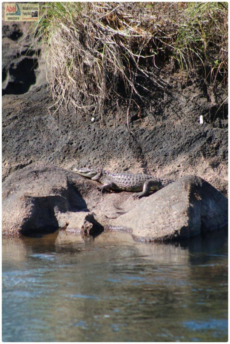 Sem público, Jacaré aparece para tomar sol nas Cataratas do Iguaçu