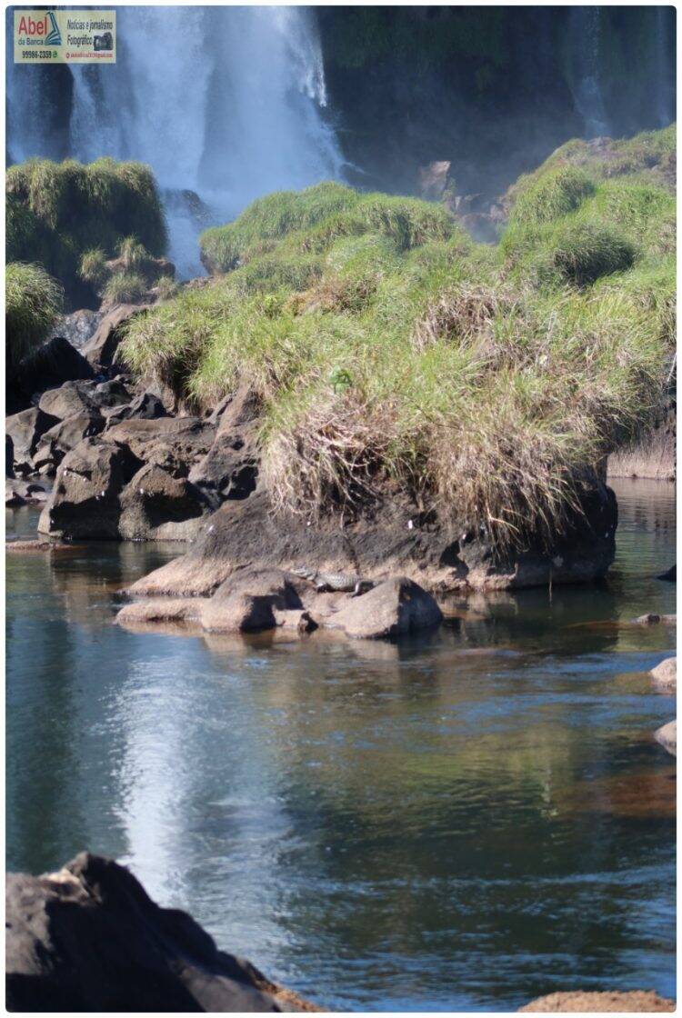 Sem público, Jacaré aparece para tomar sol nas Cataratas do Iguaçu