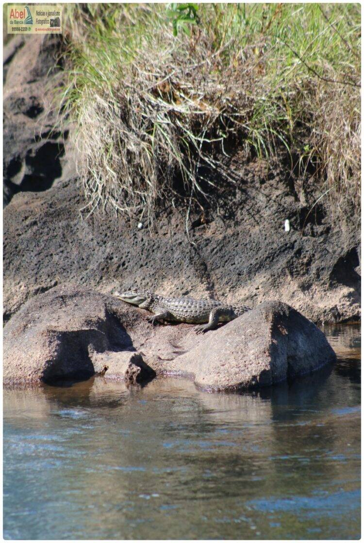 Sem público, Jacaré aparece para tomar sol nas Cataratas do Iguaçu