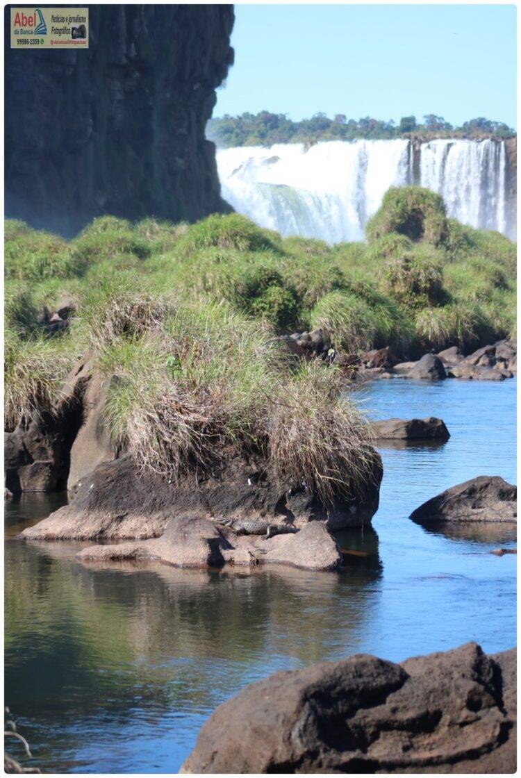 Sem público, Jacaré aparece para tomar sol nas Cataratas do Iguaçu