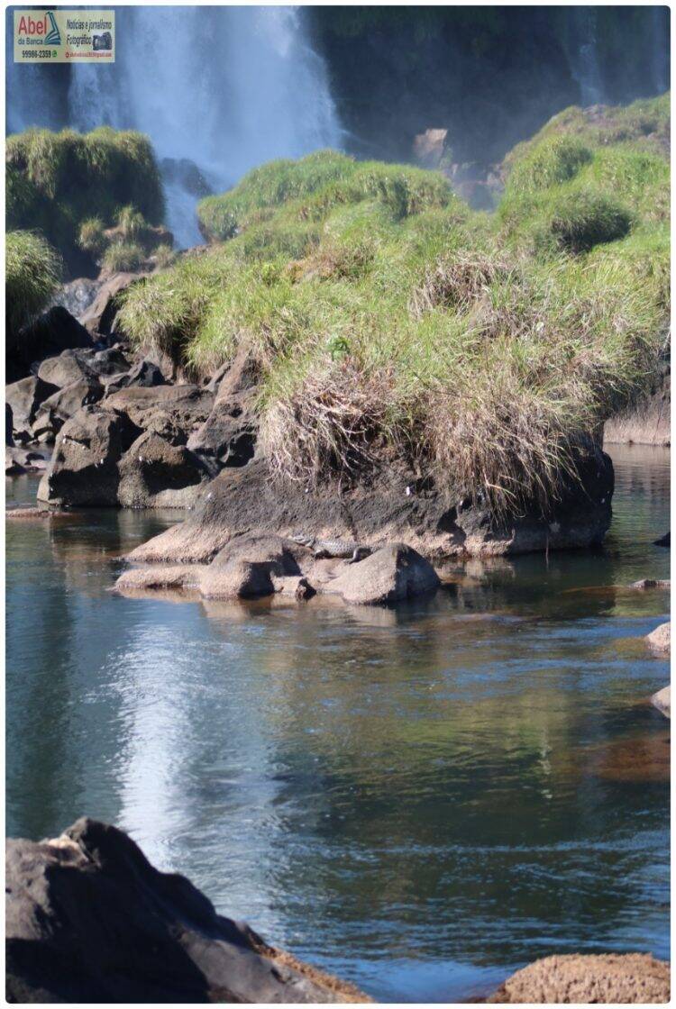 Sem público, Jacaré aparece para tomar sol nas Cataratas do Iguaçu