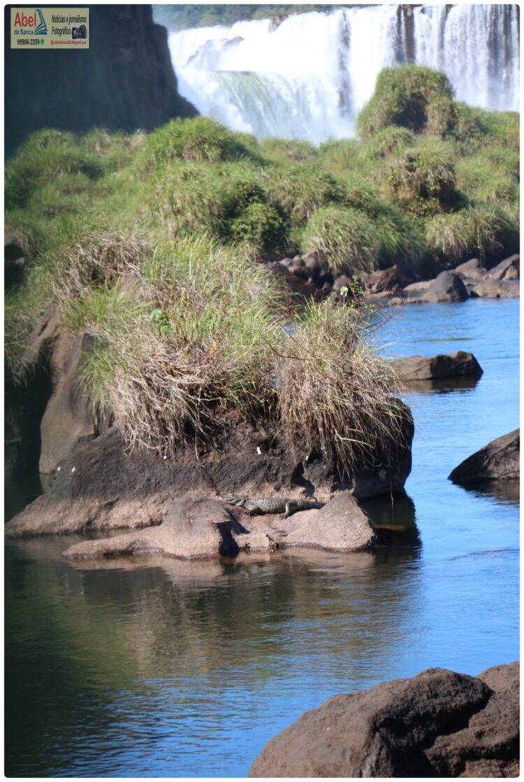 Sem público, Jacaré aparece para tomar sol nas Cataratas do Iguaçu