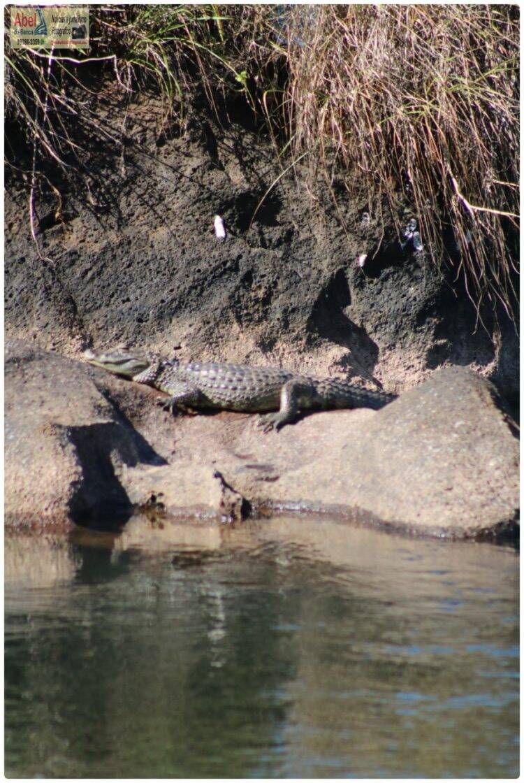 Sem público, Jacaré aparece para tomar sol nas Cataratas do Iguaçu