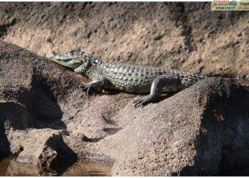 Sem público, Jacaré aparece para tomar sol nas Cataratas do Iguaçu