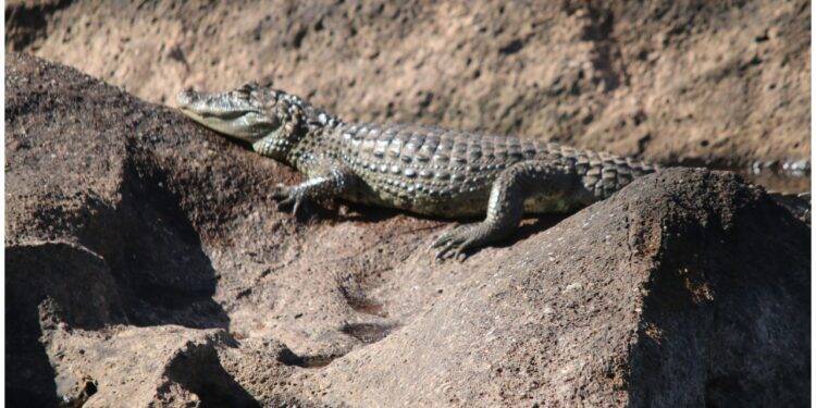 Sem público, Jacaré aparece para tomar sol nas Cataratas do Iguaçu