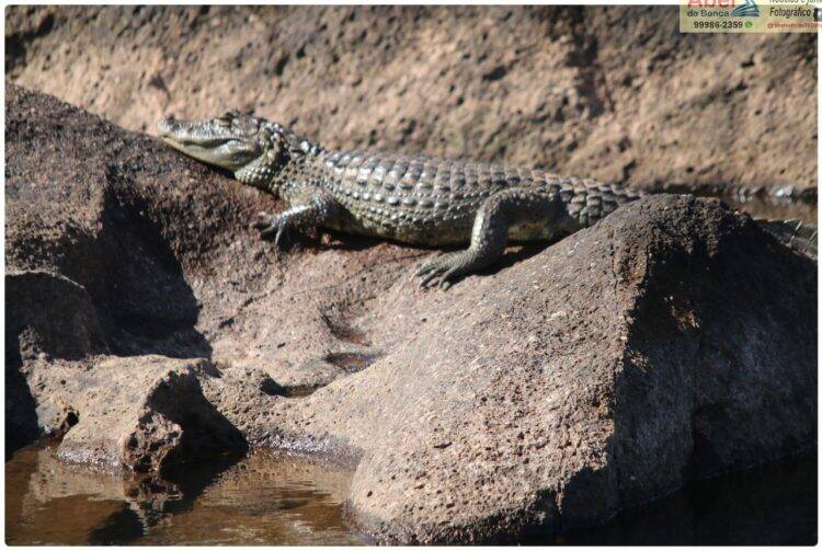 Sem público, Jacaré aparece para tomar sol nas Cataratas do Iguaçu