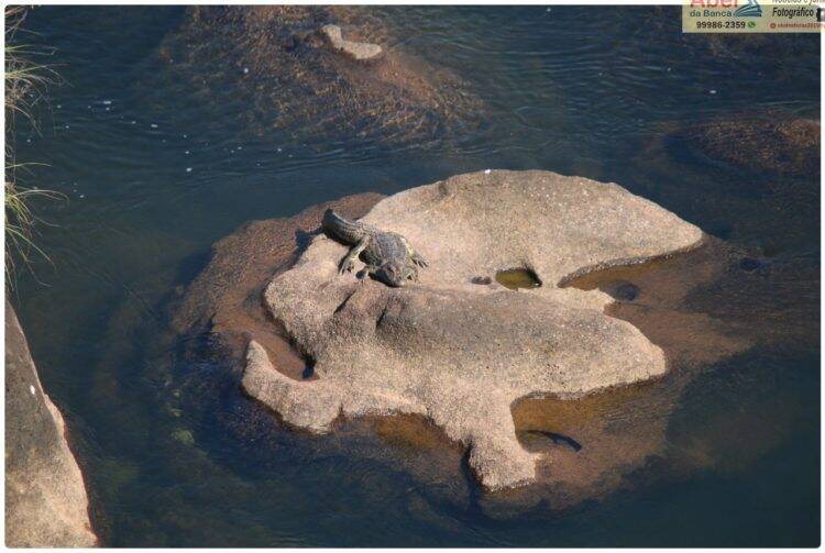 Sem público, Jacaré aparece para tomar sol nas Cataratas do Iguaçu