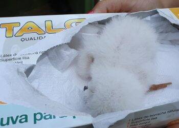 Nasce o 50º filhote de harpia no Refúgio Biológico da usina de Itaipu