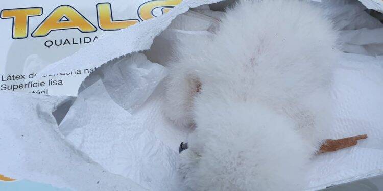 Nasce o 50º filhote de harpia no Refúgio Biológico da usina de Itaipu