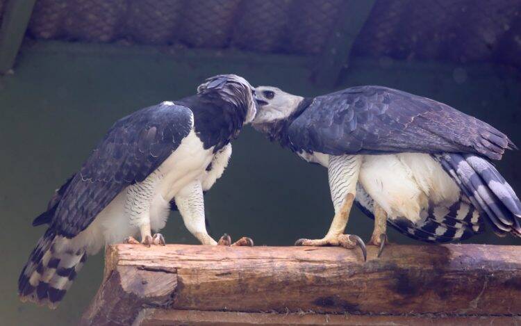 Nasce o 50º filhote de harpia no Refúgio Biológico da usina de Itaipu