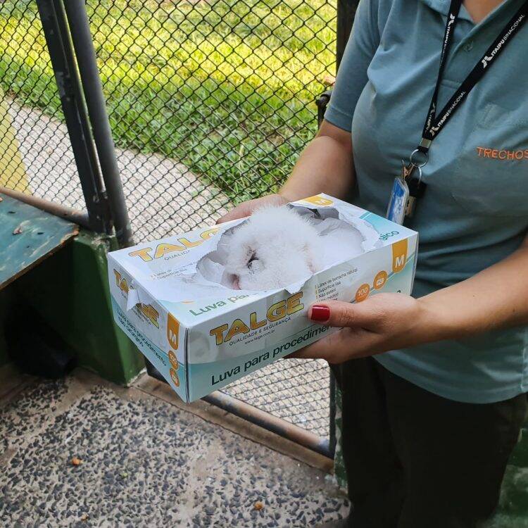 Nasce o 50º filhote de harpia no Refúgio Biológico da usina de Itaipu