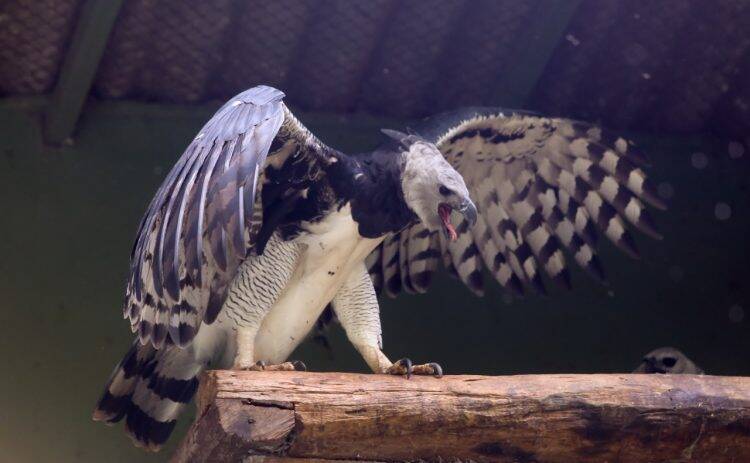 Nasce o 50º filhote de harpia no Refúgio Biológico da usina de Itaipu