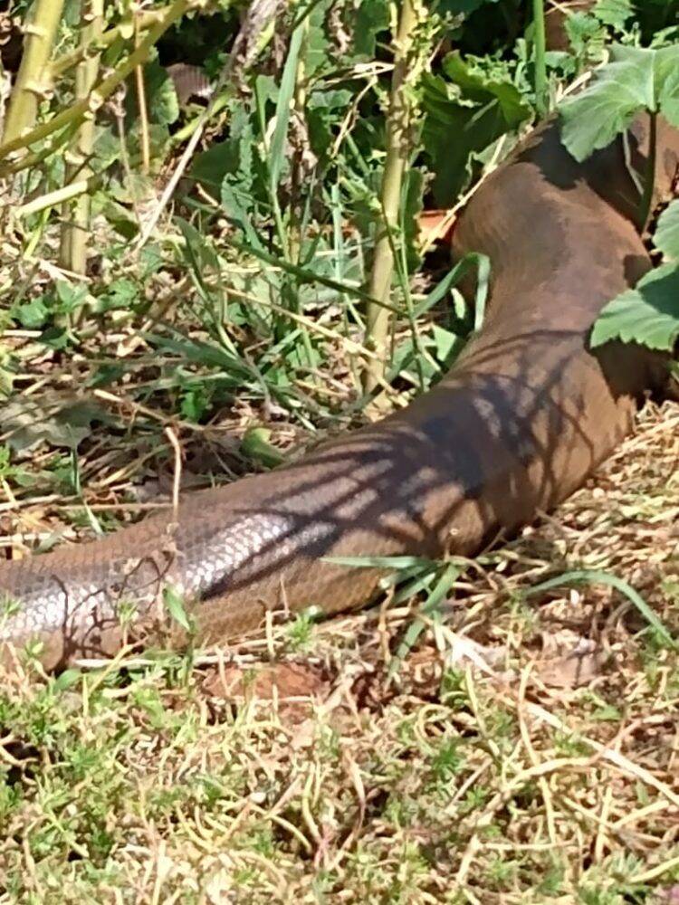 Sucuri de Guaíra é capturada pelo Corpo de Bombeiros